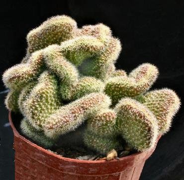 Chamaelobivia_crassicaulis_cristata_1